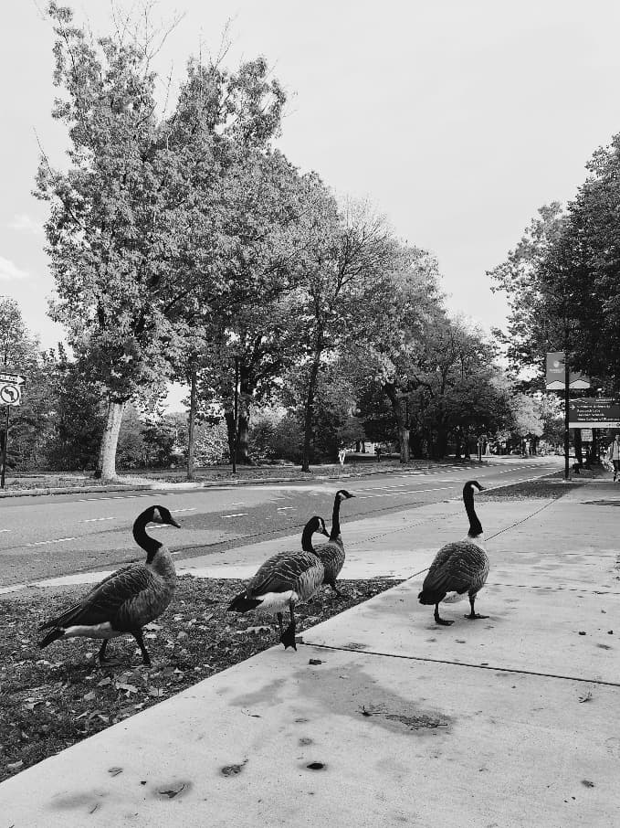 Geese by the River